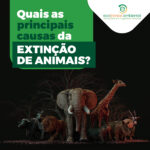 Quais principais causas da extinção de animais?